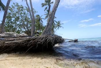 A stretch of severely eroded beach in Dhiffushi island, Maldives.