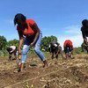 Members of a farming association in Jérémie plant black beans.