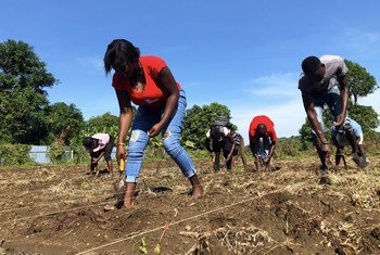 Members of a farming association in Jérémie plant black beans.