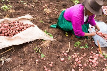 A farmer harvests potatoes in Manchaybamba, Peru.