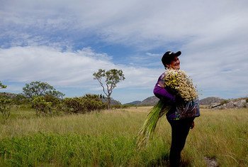 Farmers, who gatherer flowers in the Southern Espinhaço Mountain Range in Brazil, enhance biodiversity and preserve traditional knowledge.