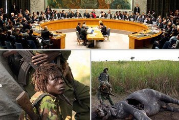 CITES welcomes the Security Council’s call for investigation into the alleged involvement of the Lord’s Resistance Army (LRA) in the poaching of African elephants.