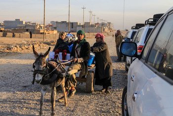 A family carries humanitarian supplies on a donkey cart away from a distribution point in eastern Mosul, Iraq.