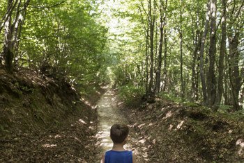 Z.B.'s children now walk and play in the woods as he used to when he was young