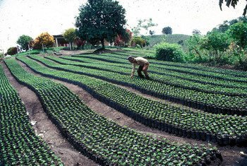 Serried rows of coffee plants in plastic containers at the CENICAFE nursery near Manizales, Colombia.